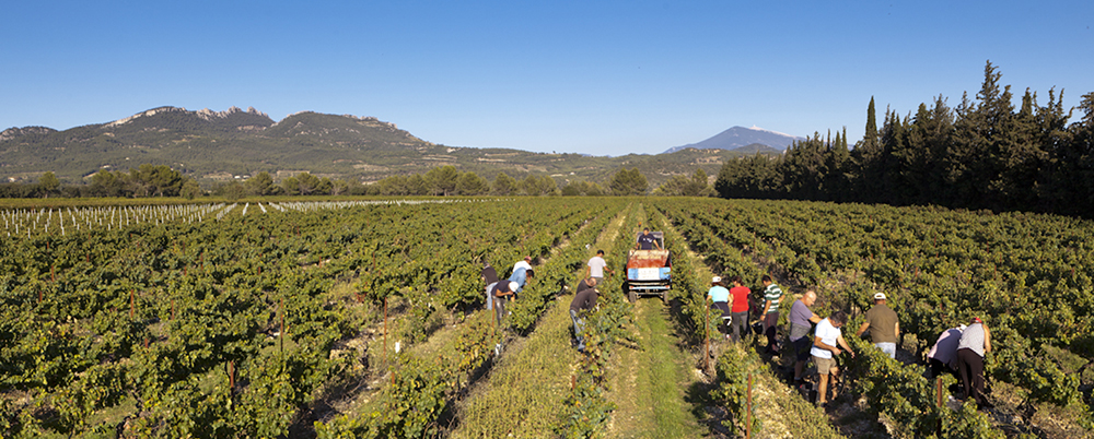 2015 i Rhône bliver en stor årgang